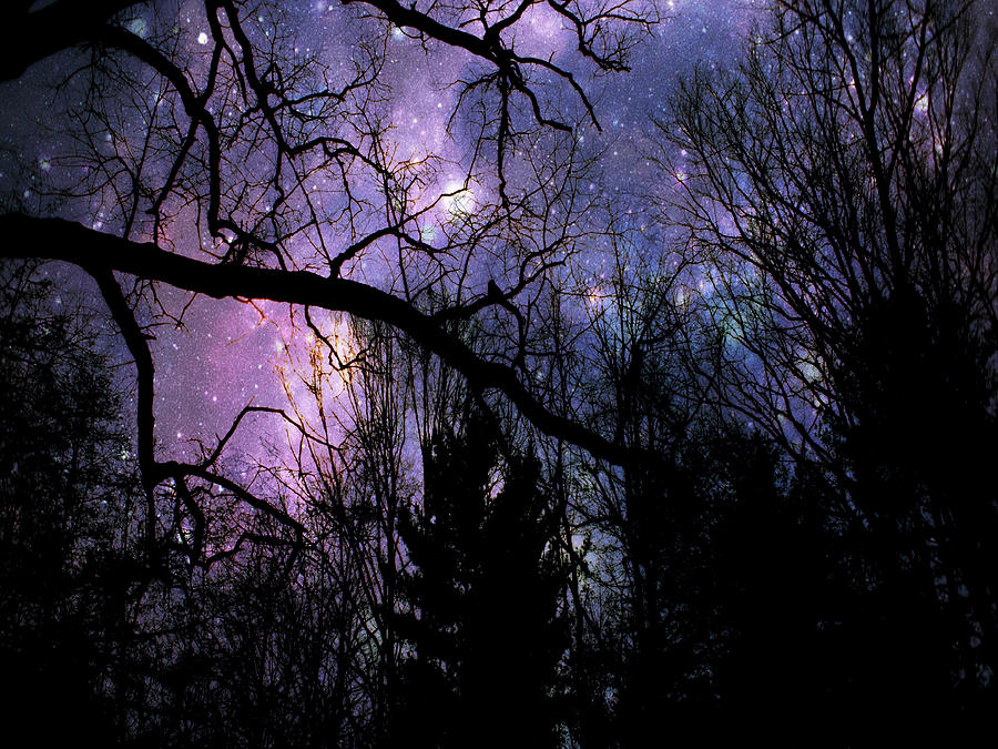Gloomy Canopy Starry Night Photograph by Mike McBrayer