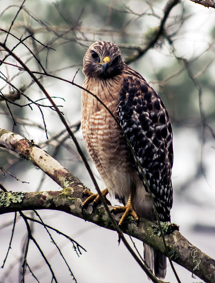 Gloomy Red-shouldered Hawk Photograph