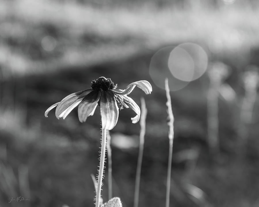 Gloriosa Daisy Reaching For The Sun, Black and White Photograph by Jason McPheeters