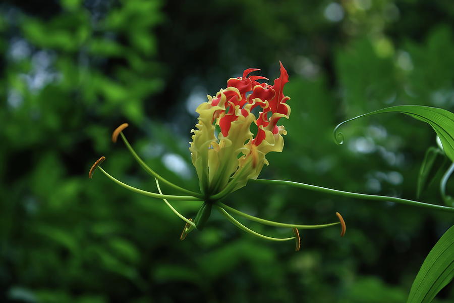 Gloriosa superba Fire lily Photograph by Ameya M - Fine Art America