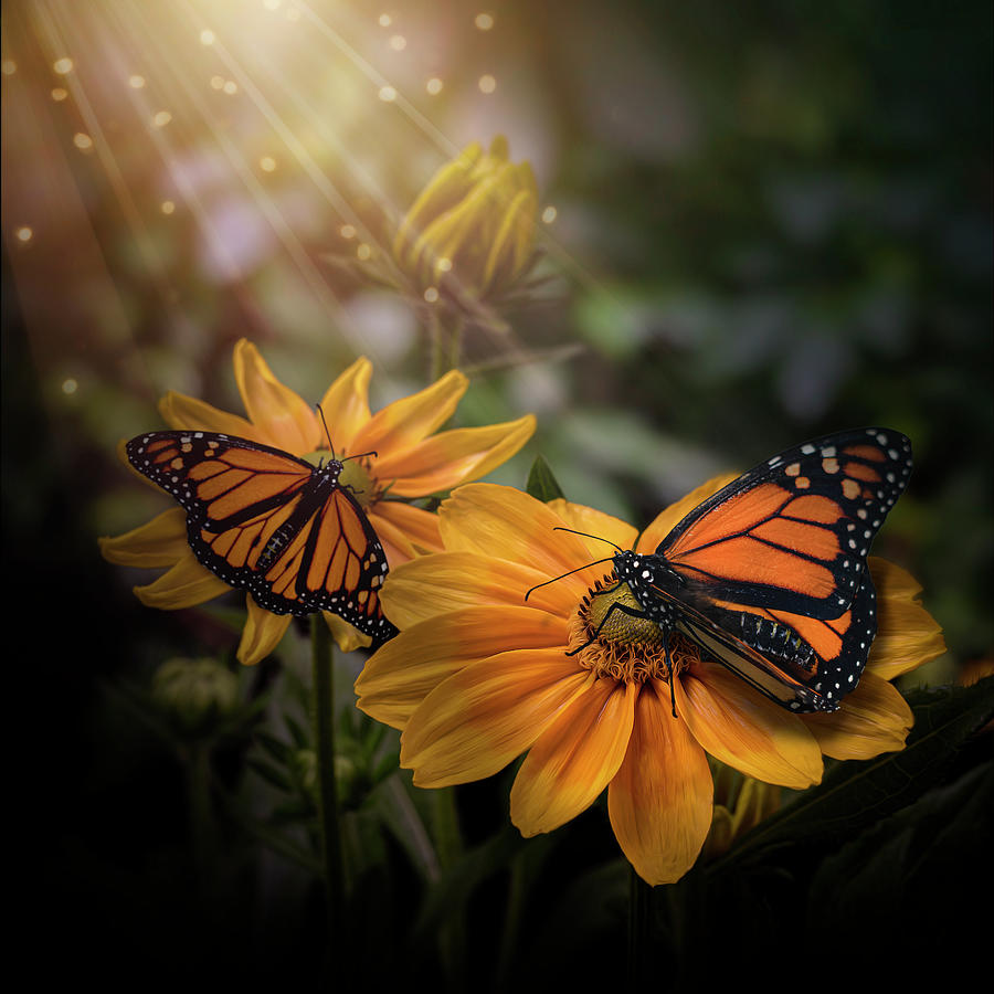 Gloriosa Yellow Daisy Flowers and Monarch Butterflies Photograph by Lily Malor