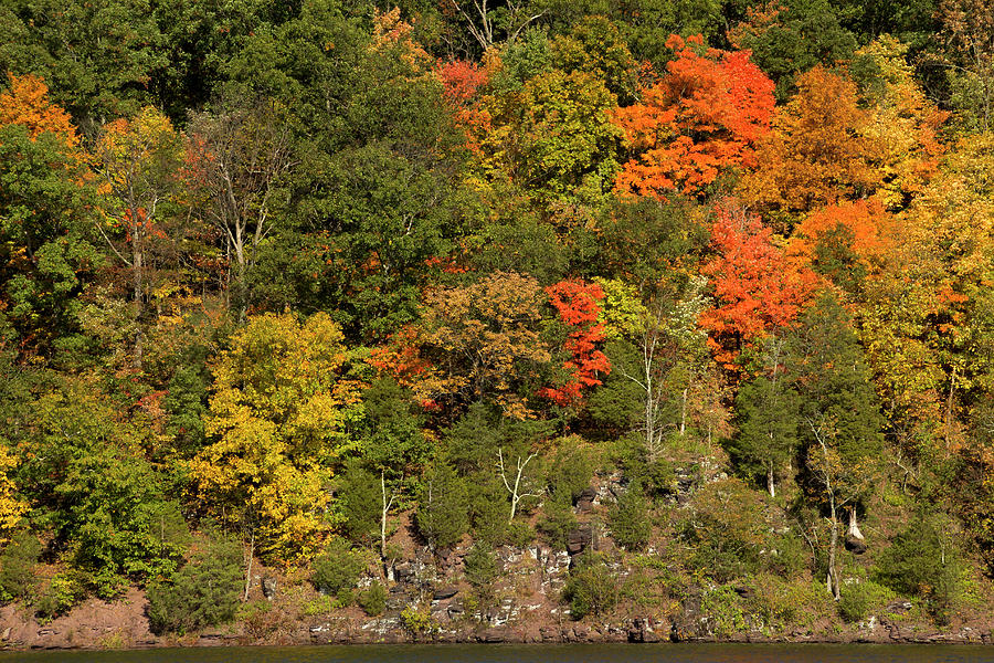 Glorious Autumn Color On A Cliff Photograph