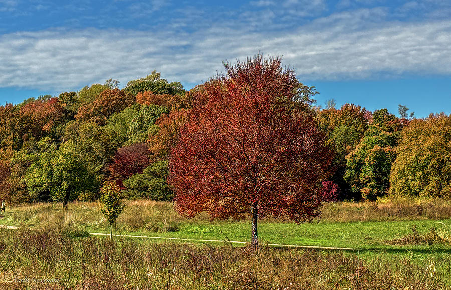 Glorious Autumn Colors Photograph by Kathi Isserman