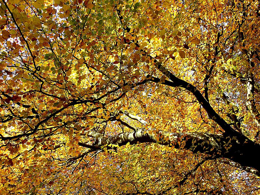 Glorious Autumn Photograph by Patrick J Murphy - Fine Art America