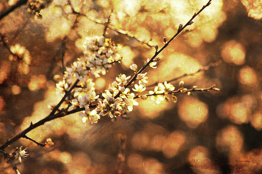 Glorious Blossom Photograph by Randi Grace Nilsberg