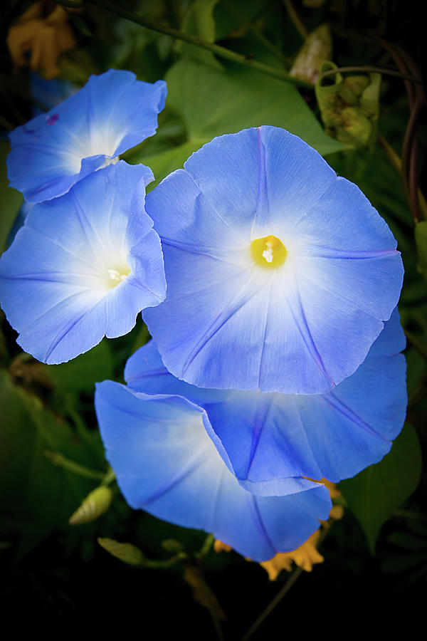 Glorious Blue Morning Glory Photograph by Jeff Folger