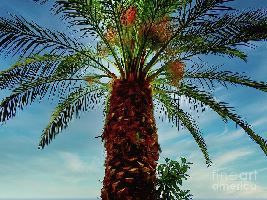 Glorious Date Palm Photograph by Judi Bagwell