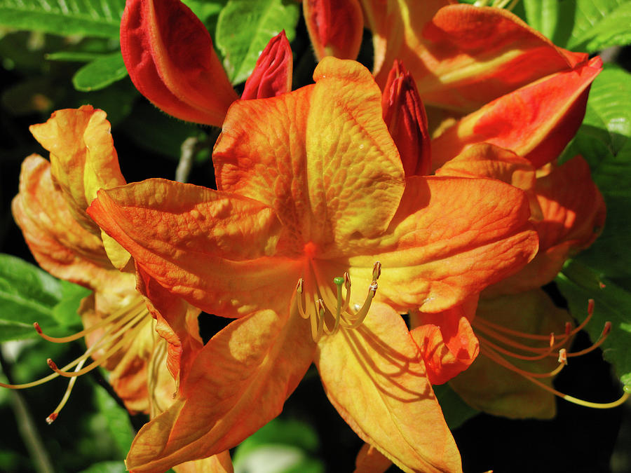 Glorious day lilies Photograph by Segura Shaw Photography