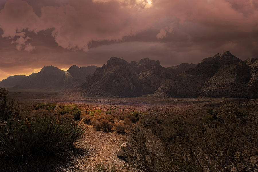 Nature Photograph - Glorious Desert Light by Frank Wilson
