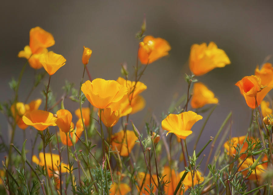 Glorious Desert Poppies Photograph by Teresa Wilson