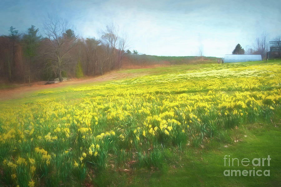 Glorious Field of Daffodils Photograph by Anita Pollak