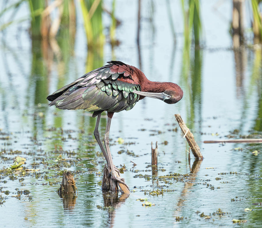 Glorious Glossy Ibis Photograph by Fran Gallogly