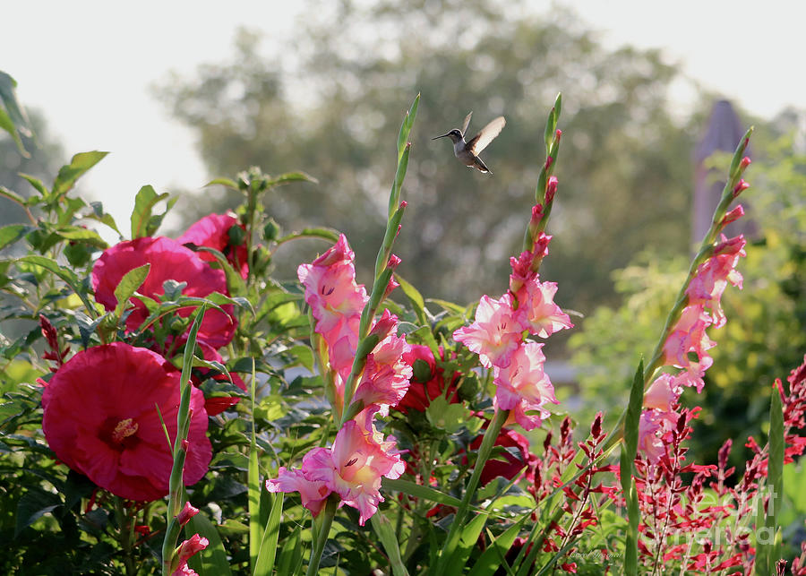 Glorious Hummingbird Flower Garden Photograph by Carol Groenen