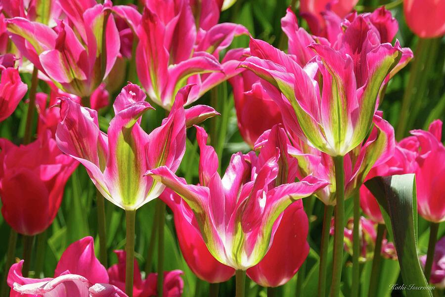 Glorious Photograph by Kathi Isserman Glorious Photograph by Kathi Isserman