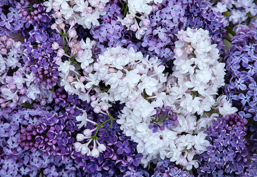 Glorious Lilacs  Photograph by Theresa Tahara