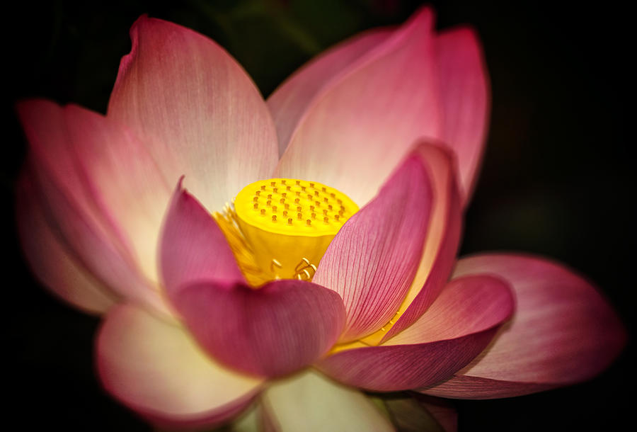 Glorious Lotus Flower Photograph by Francis Sullivan