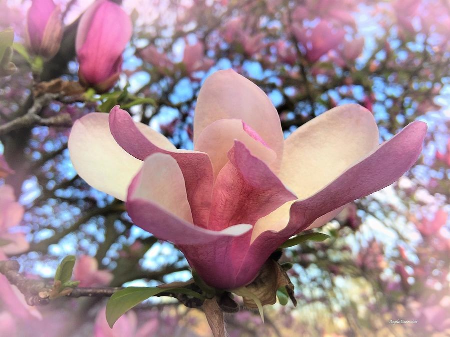 Glorious Magnolia Photograph by Angela Davies