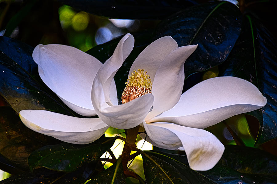 Glorious Magnolia Photograph by Linda Brown