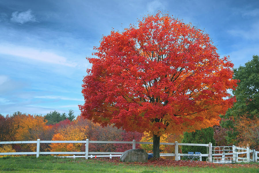 Glorious Maple Tree at Hicks Farm Photograph by Anita Pollak