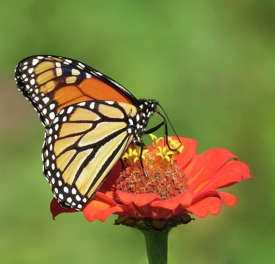 Glorious Monarch Butterfly Photograph by Rebecca Grzenda