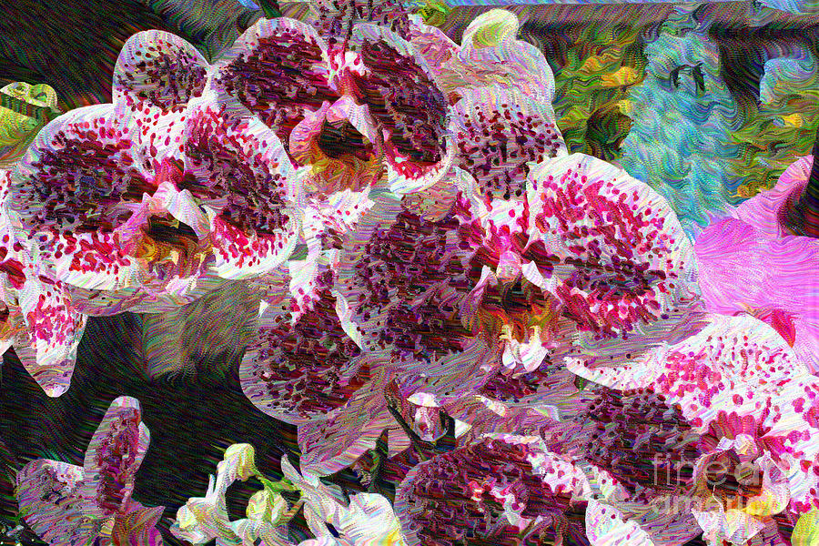 Glorious Orchids Photograph by Katherine Erickson