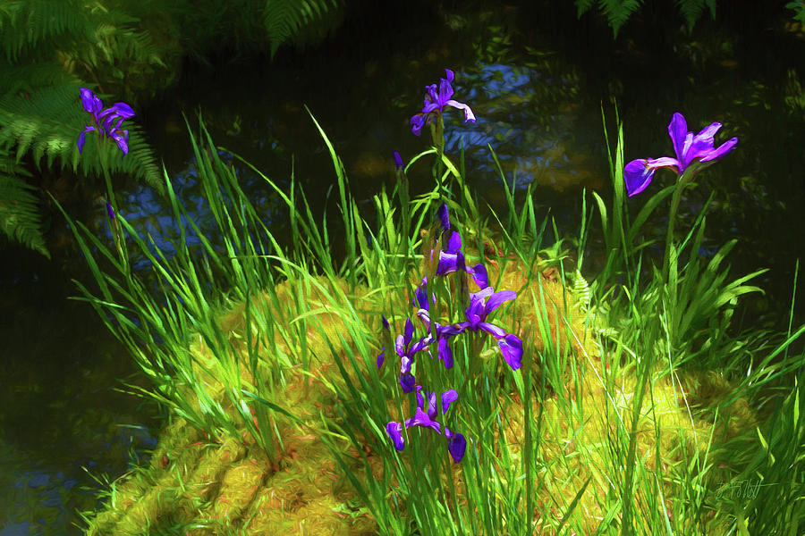 Glorious Purple Iris  Photograph by Bonnie Follett