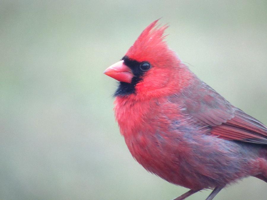 Glorious Red Cardinal Photograph by Belinda Lee
