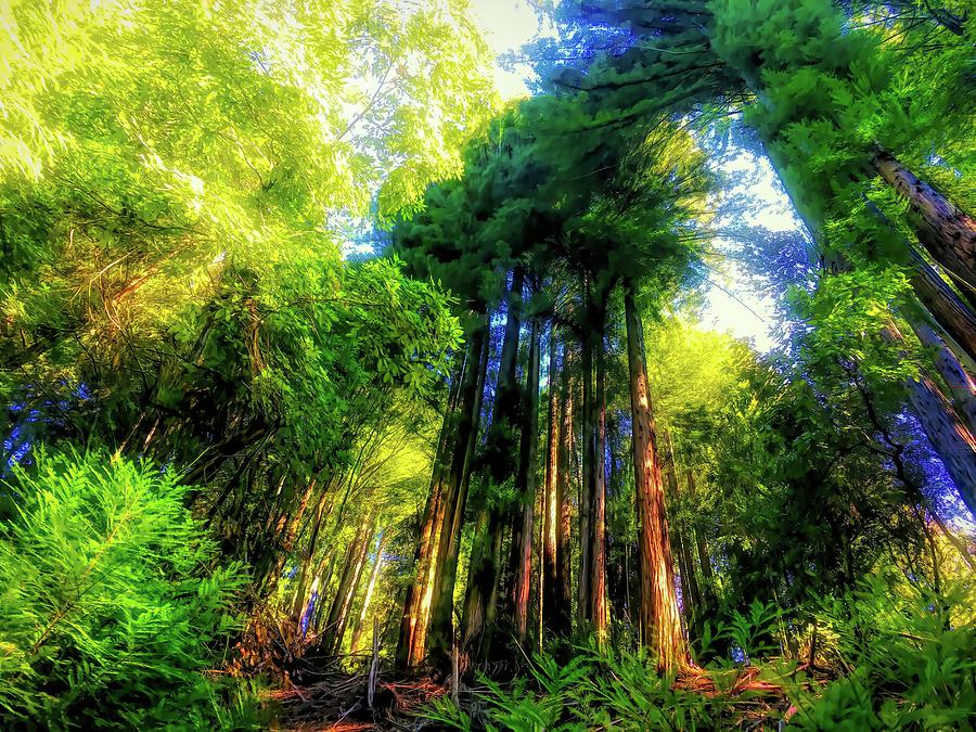 Glorious Redwood Forest Photograph by Christina Ford