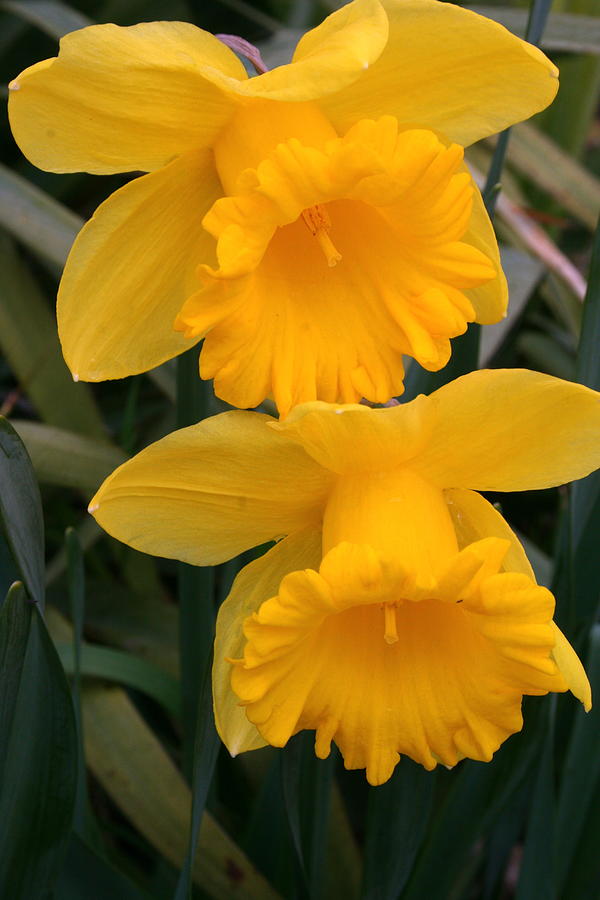 Glorious Spring Daffodils Photograph by Kay Novy