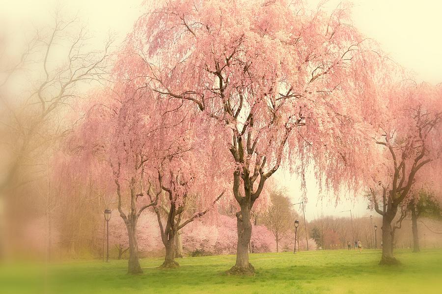 Cherry Blossom Trees  Photograph by Marla McPherson