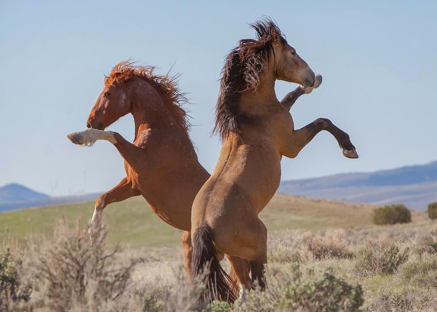Glorious Stallions Photograph by Kent Keller