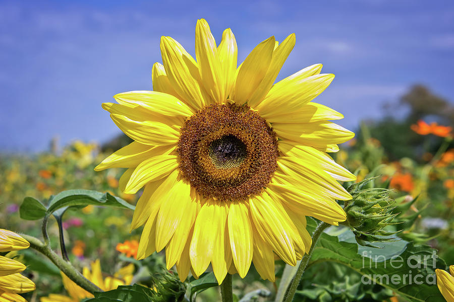 Glorious sunflower Photograph by Delphimages Photo Creations
