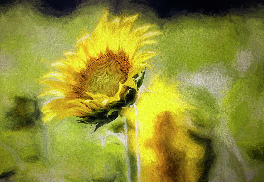 Glorious Sunflower Photograph