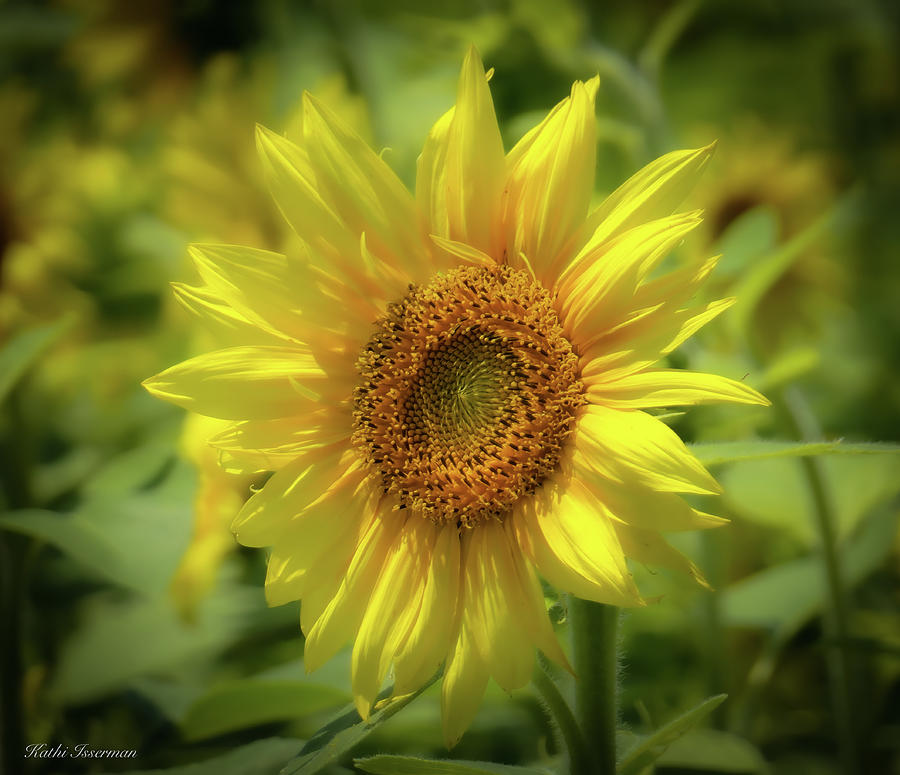 Glorious Sunflower Photograph by Kathi Isserman