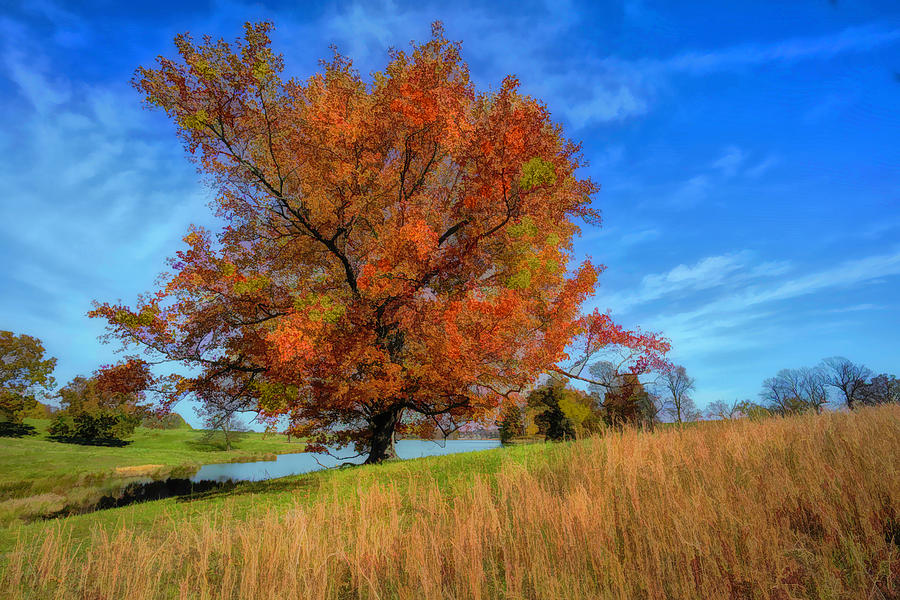 Glorious Tree 1 Photograph by Wendell Thompson
