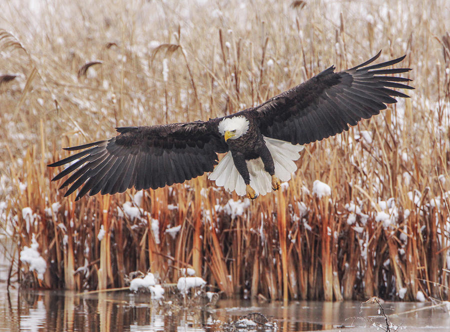 Glorious Wings Photograph by Kent Keller