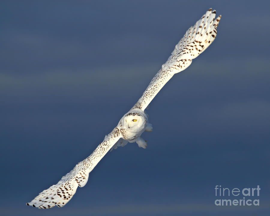 Glorious Wingspan Photograph by Heather King