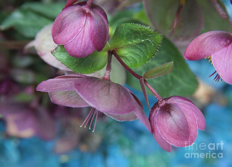 Gloriously structural Hellebores Photograph by Lynn England