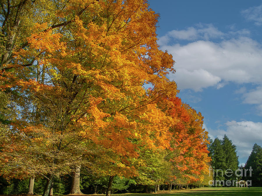 Glory of Autumn - Biltmore Estate Photograph by Dale Powell