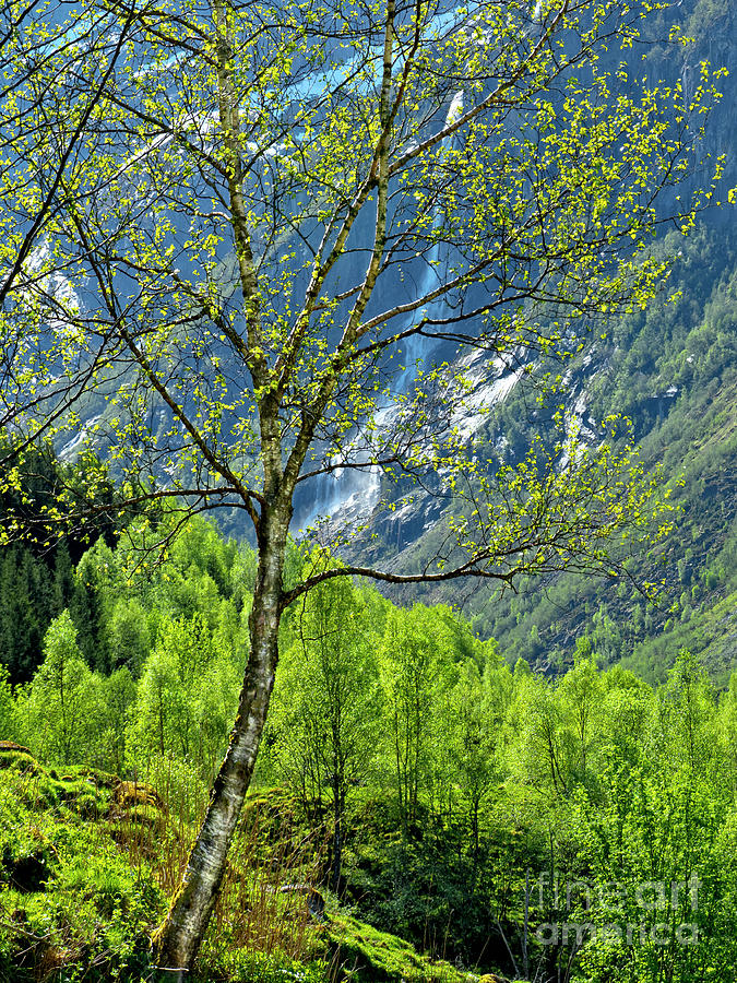 Glory of spring, Norway fjords, in May Breathtaking views Photograph by Tatiana Bogracheva