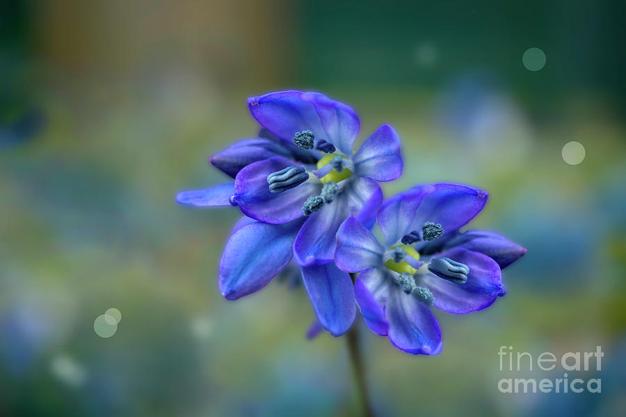 Glory of the Snow Photograph by Alison Chambers - Fine Art America