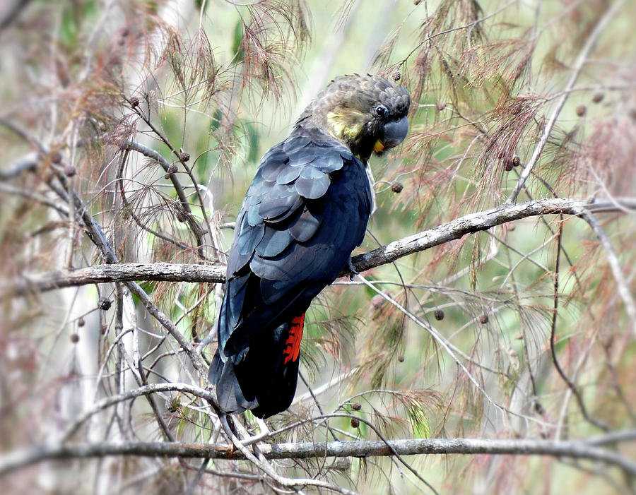 Glossy Black Cockatoo Photograph By Rita Mcgregor Fine Art America   Glossy Black Cockatoo Rita Mcgregor 