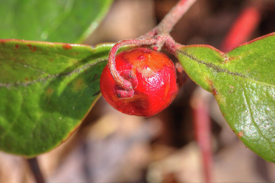 Macro Photograph - Glossy Buckthorn fruit ready for Close-Up by Marj Esch Macro Photograph - Glossy Buckthorn fruit ready for Close-Up by Marj Esch