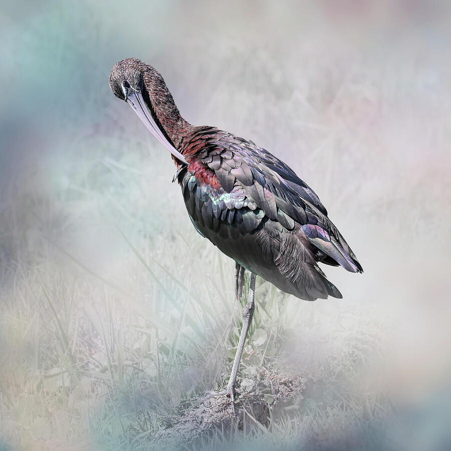 Glossy Ibis in Soft Focus Photograph - Glossy Ibis 45B by Sally Fuller