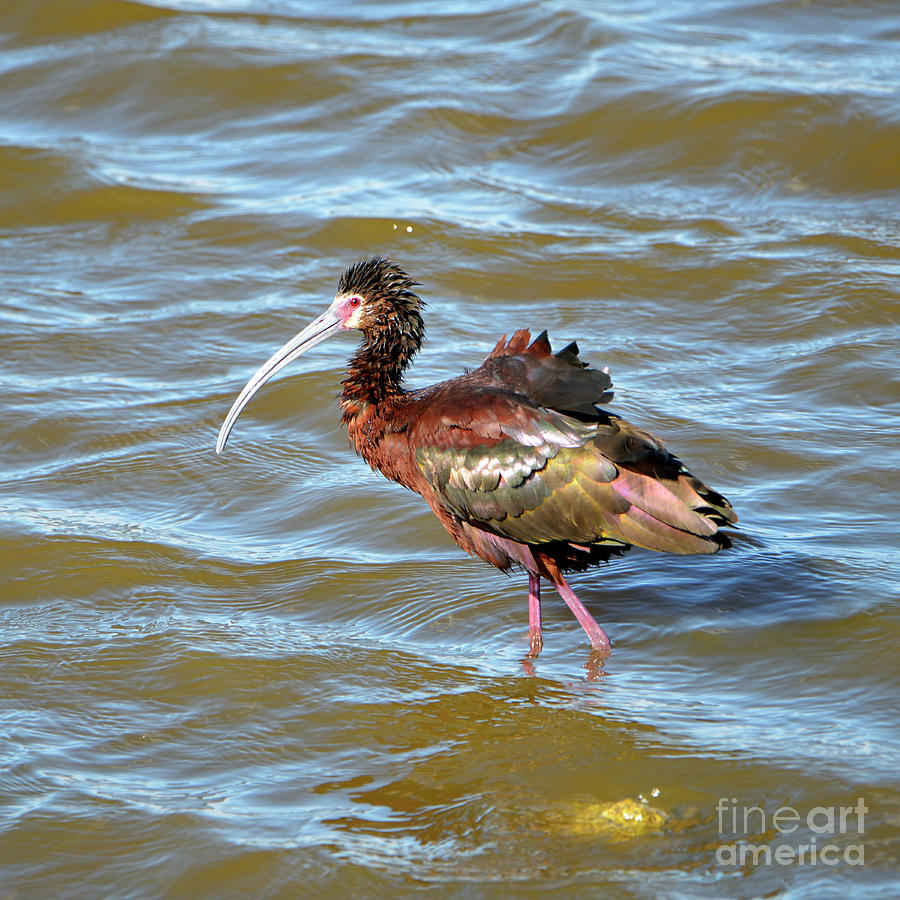 Glossy Ibis Photograph by Denise Bruchman