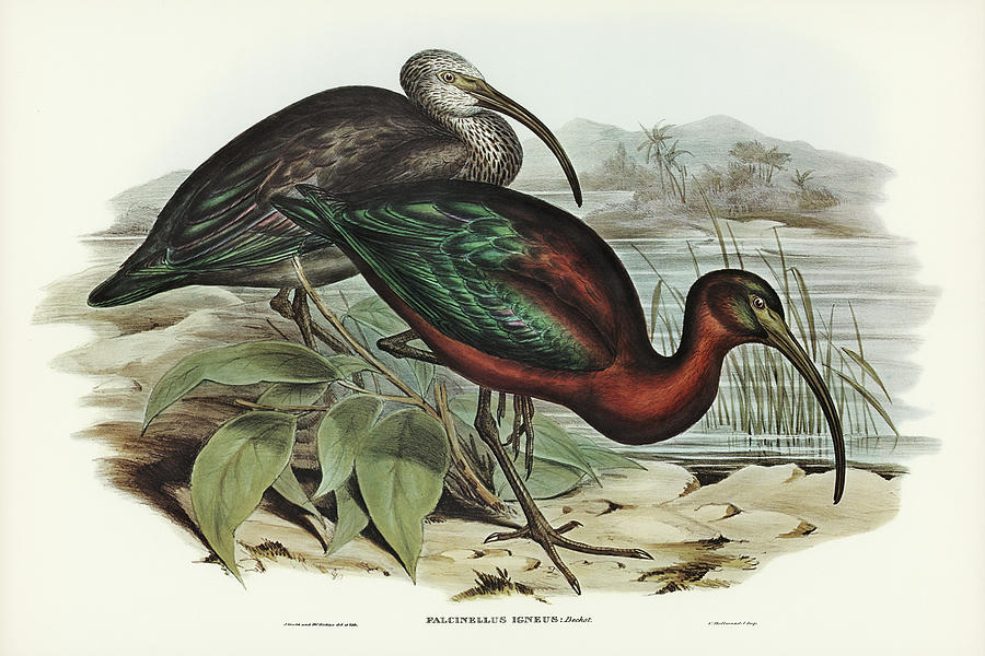 John Gould Drawing - Glossy Ibis, Falcinellus igneus by John Gould