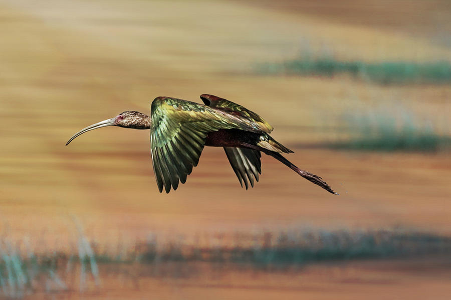 Glossy Ibis Flight #3 Photograph by Patti Deters