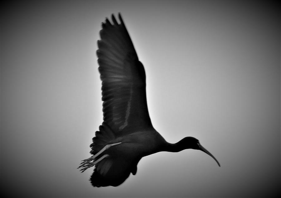 Glossy Ibis in Flight in Black and White Photograph by Linda Stern