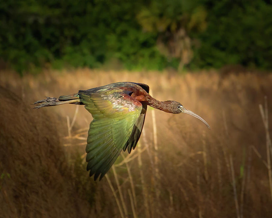 Glossy Ibis in Flight Photograph by Mark Andrew Thomas