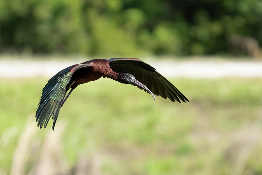 Glossy Ibis Photograph by Jim Miller